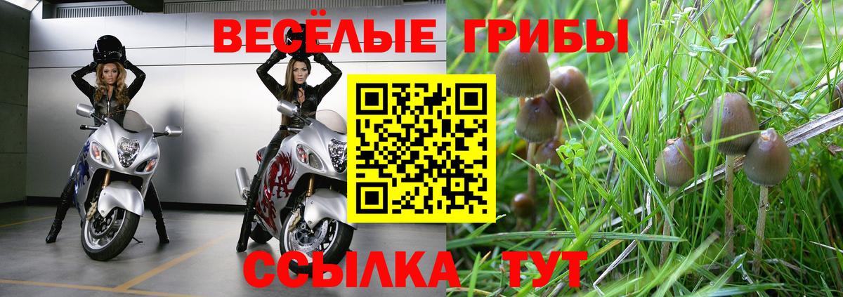 где купить наркоту  Вход с VPN  Псилоцибиновые грибы Psilocybe  Отрадный  Галлюциногенные грибы GOLDEN TEACHER 